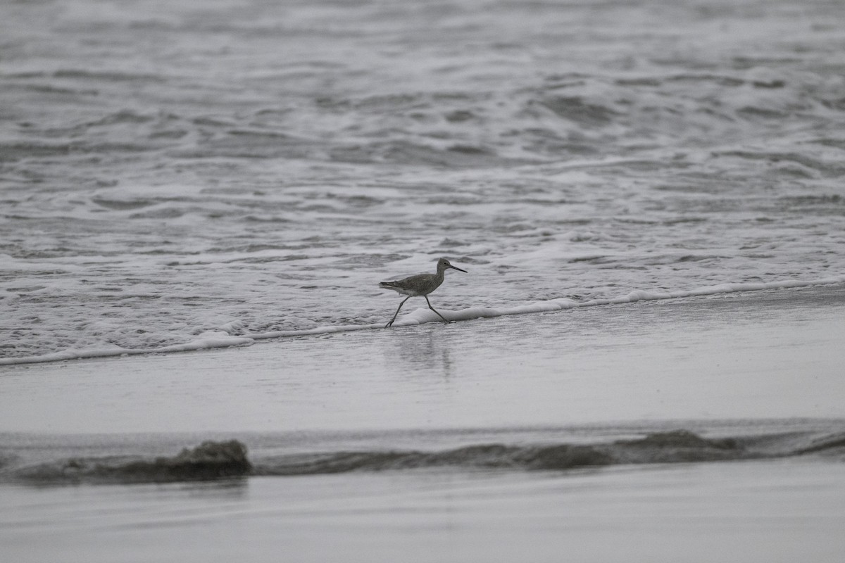 Willet - ML646227946