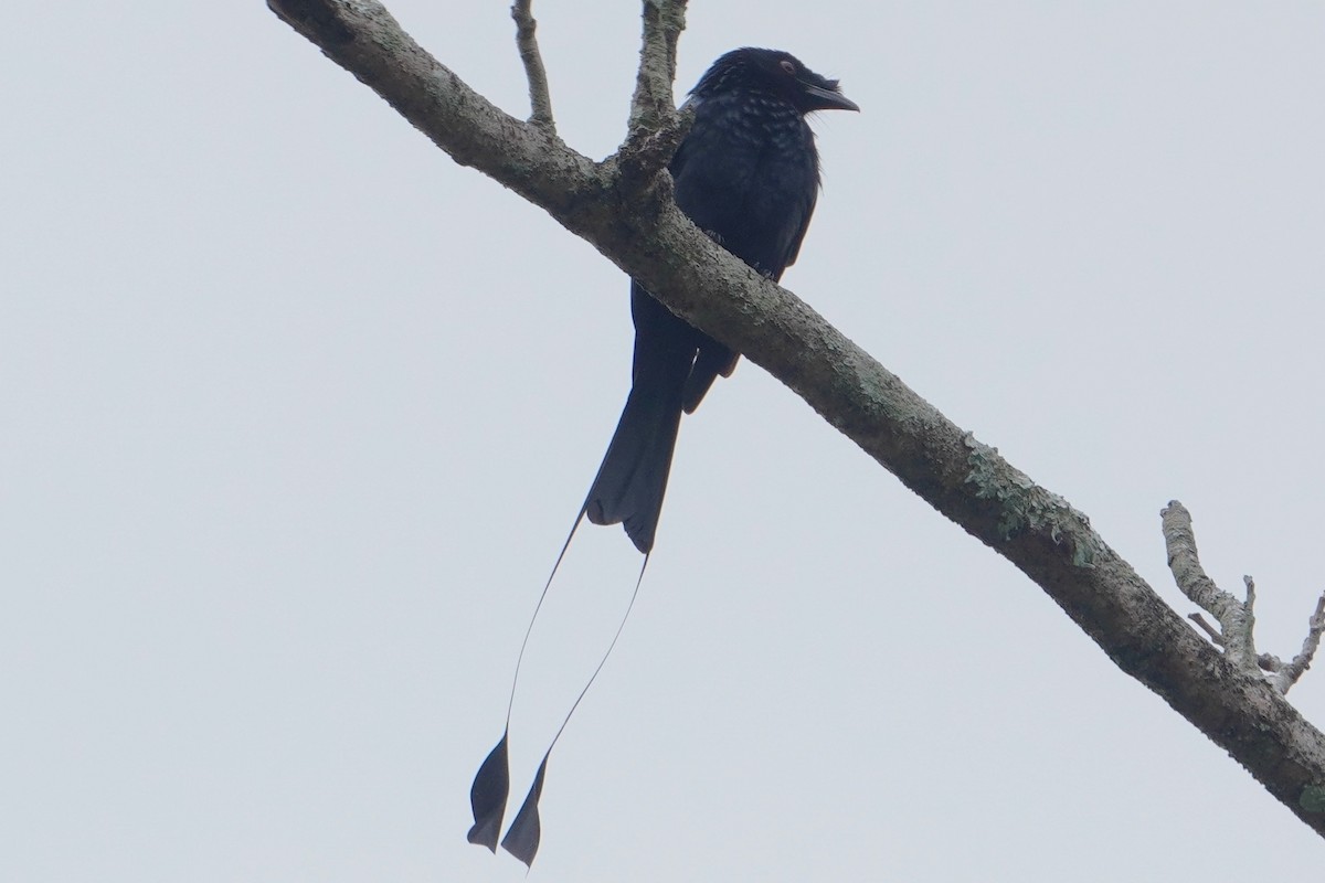 drongo vlajkový - ML646227947