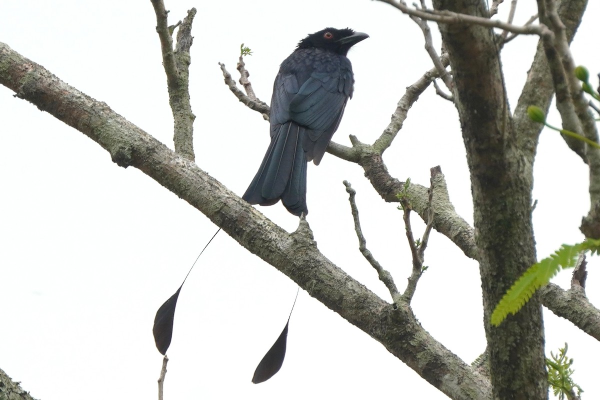 drongo vlajkový - ML646227948