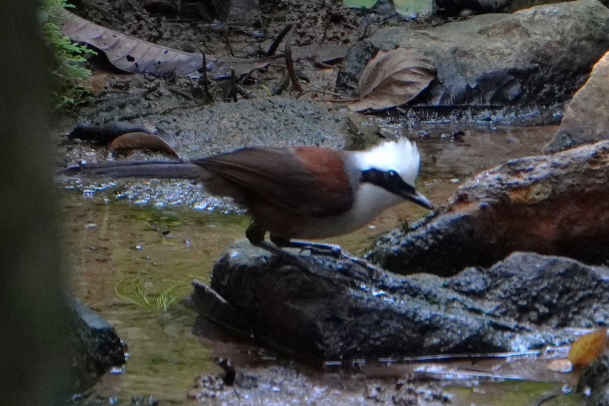 White-crested Laughingthrush - ML646227949