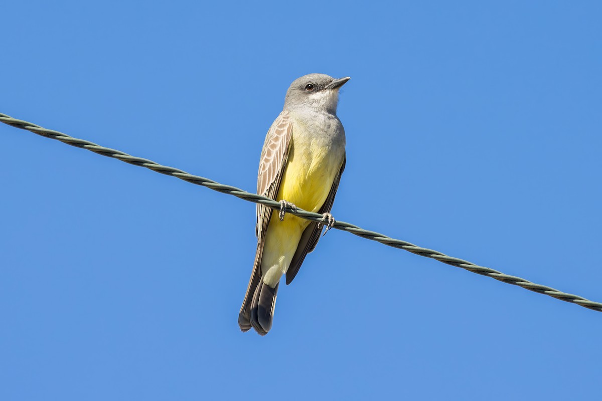 ハシボソタイランチョウ - ML646227951