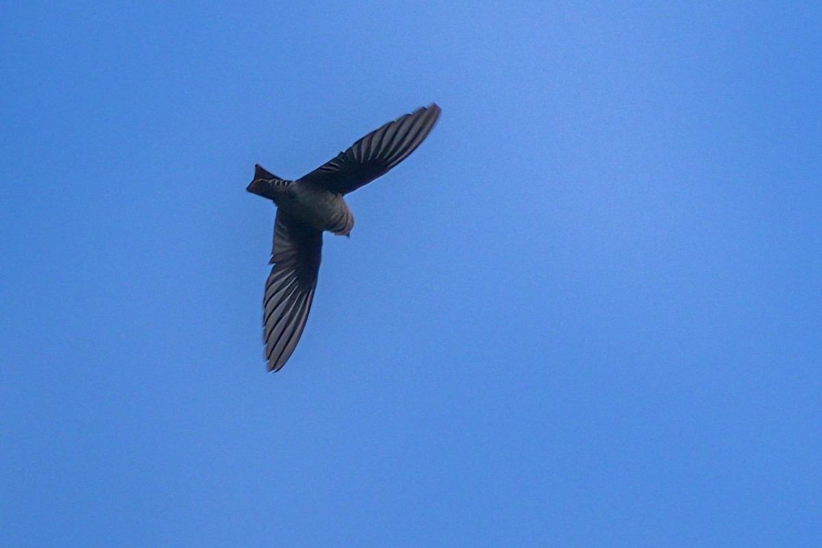 Himalayan Swiftlet - ML646227952