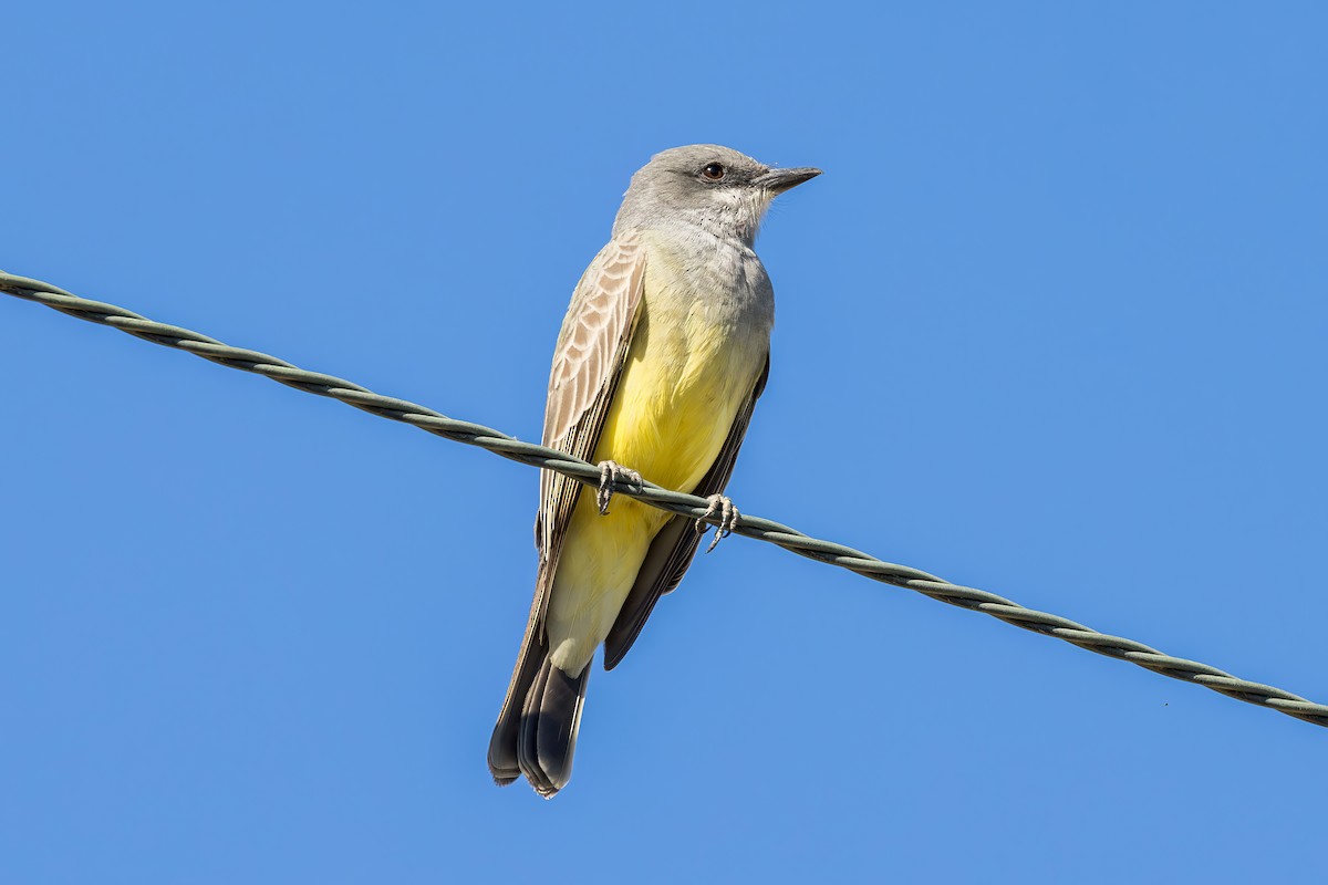 ハシボソタイランチョウ - ML646227954