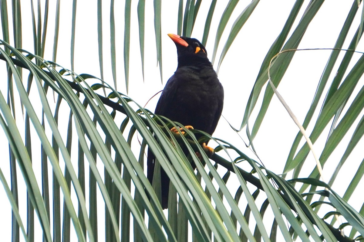 loskuták posvátný - ML646227956