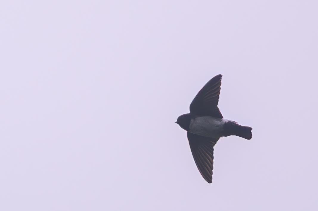 Nepal House-Martin - ML646227957