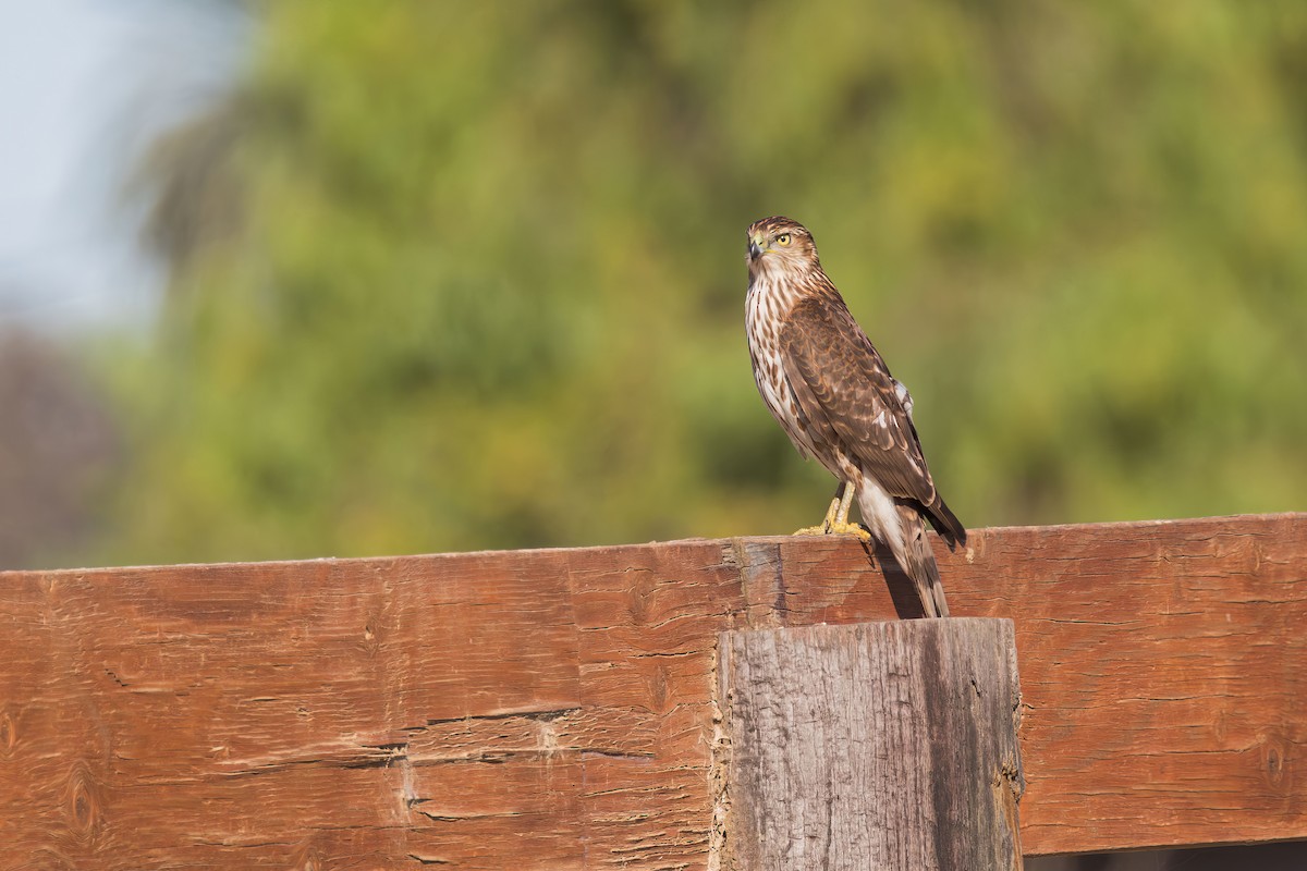 Cooper's Hawk - ML646227962