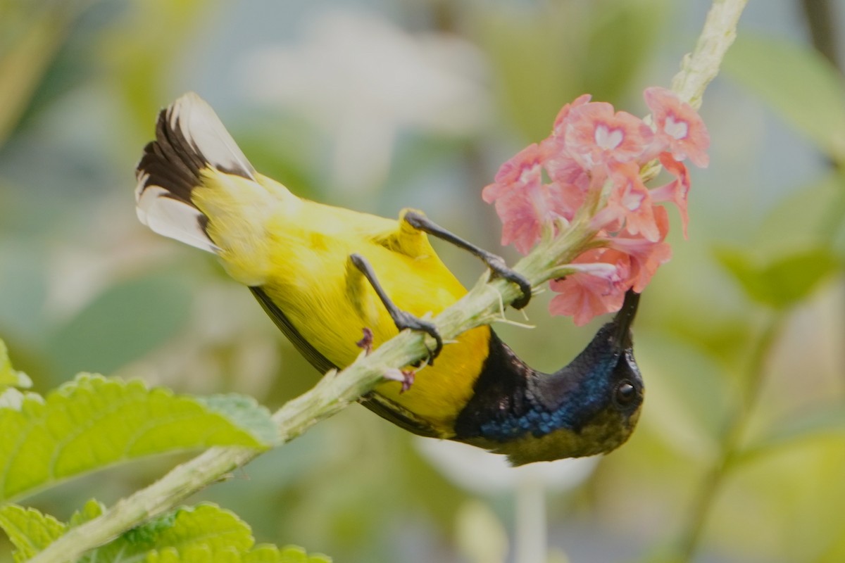 strdimil zdobený - ML646227964