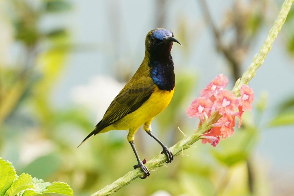 strdimil zdobený - ML646227965