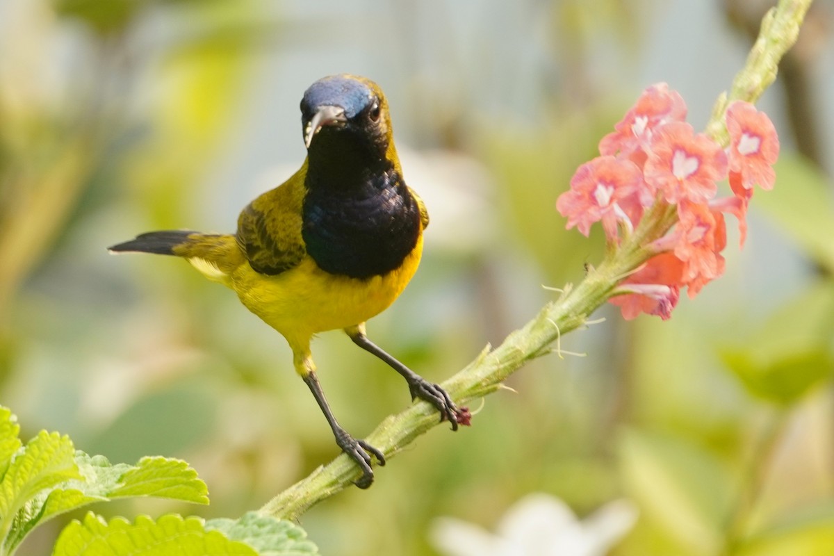 strdimil zdobený - ML646227966