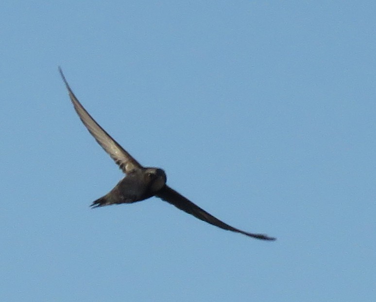 סיס אפריקני - ML646227967