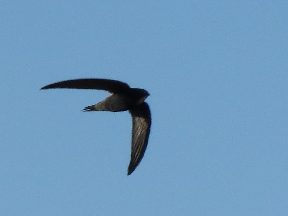 סיס אפריקני - ML646227969