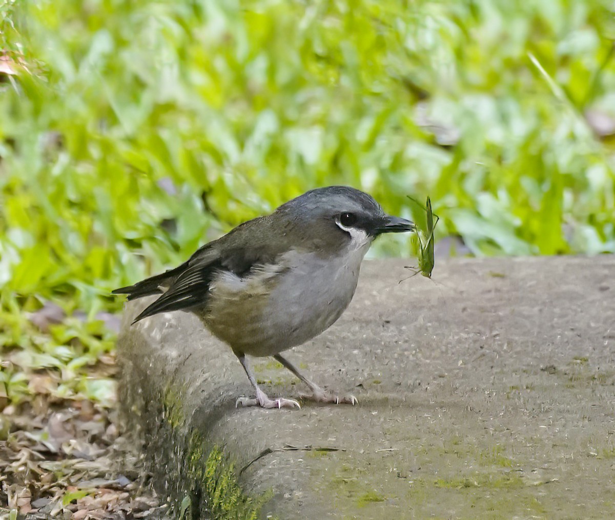 Gray-headed Robin - ML646227970