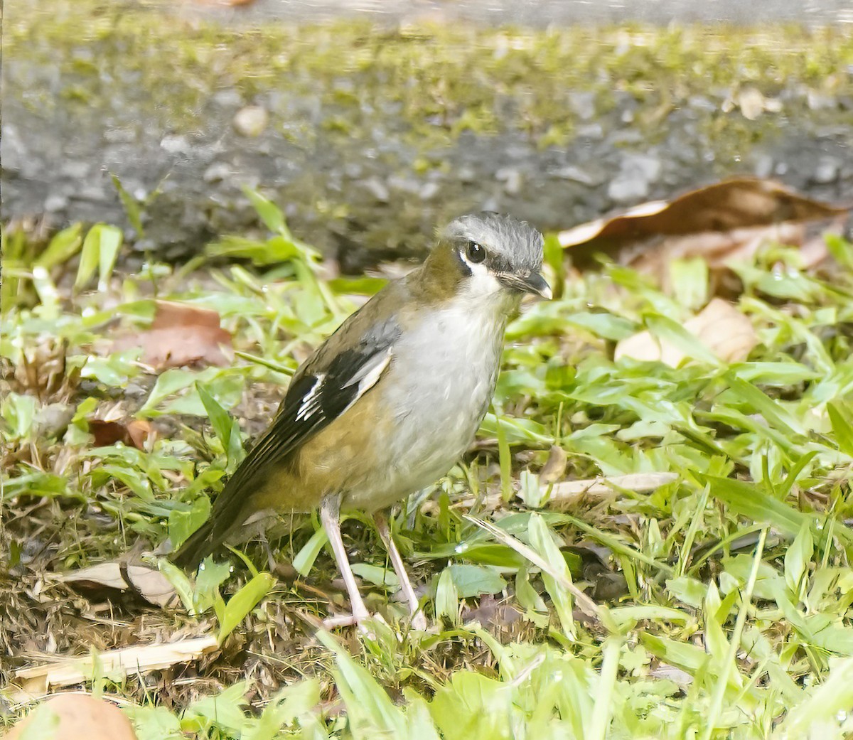 Gray-headed Robin - ML646227971