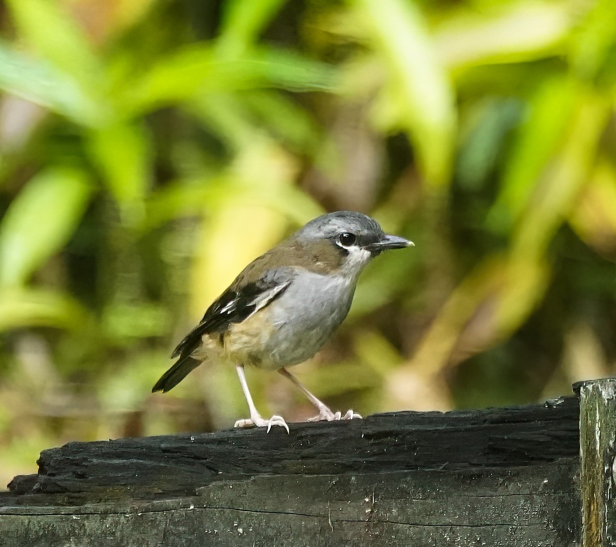 Gray-headed Robin - ML646227972