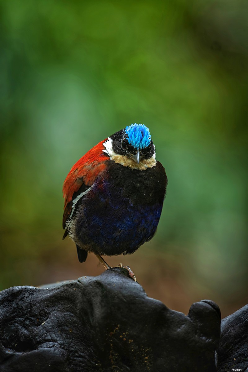 Blue-headed Pitta - ML646227973