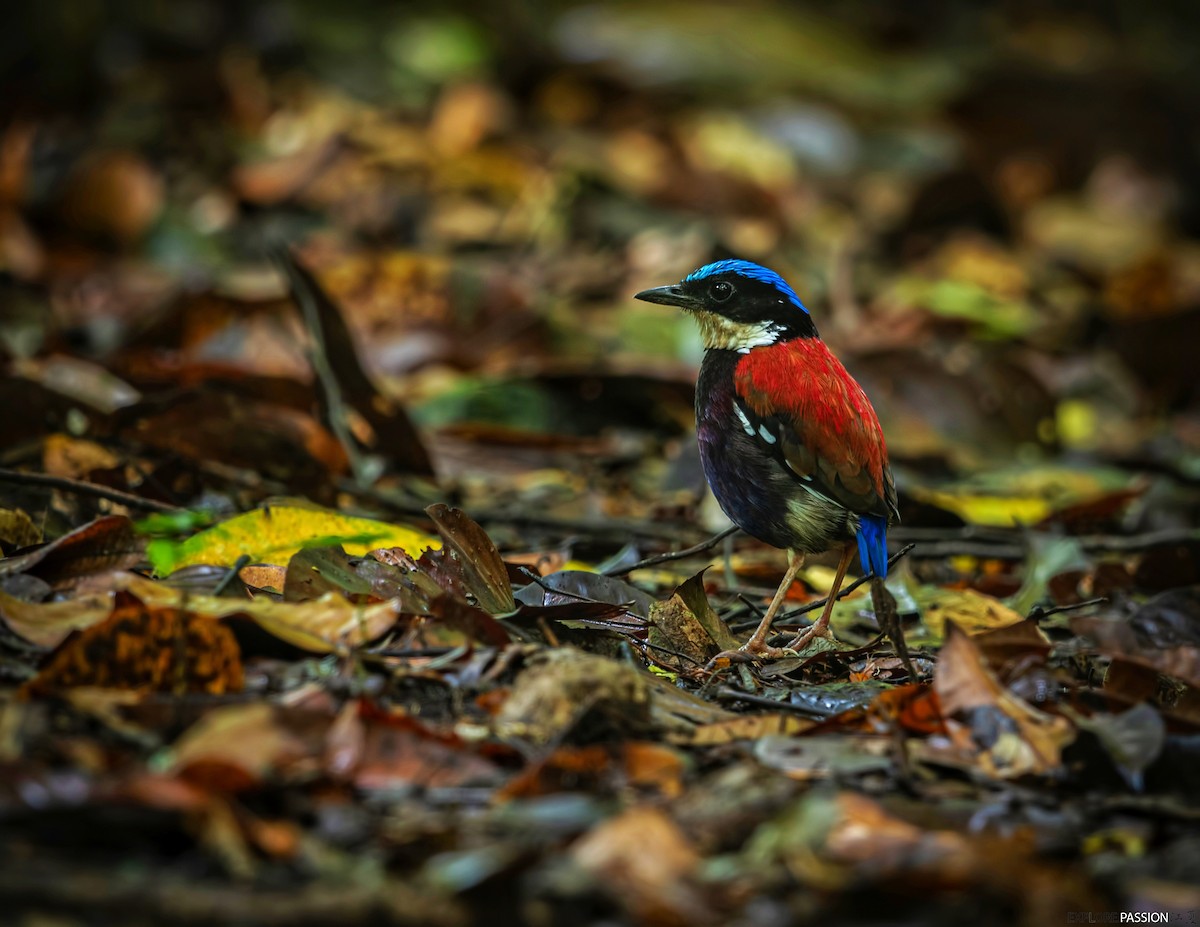 Blue-headed Pitta - ML646227974