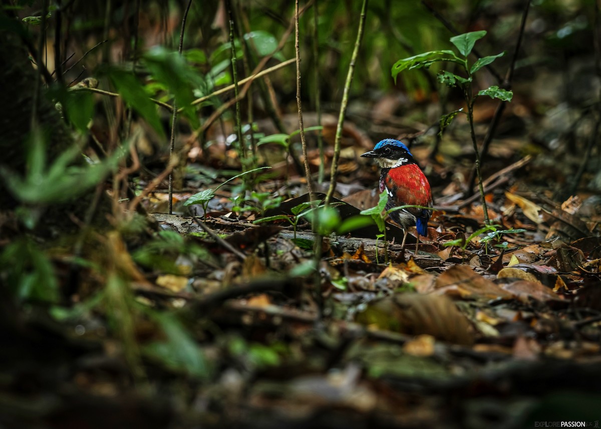 Blue-headed Pitta - ML646227975