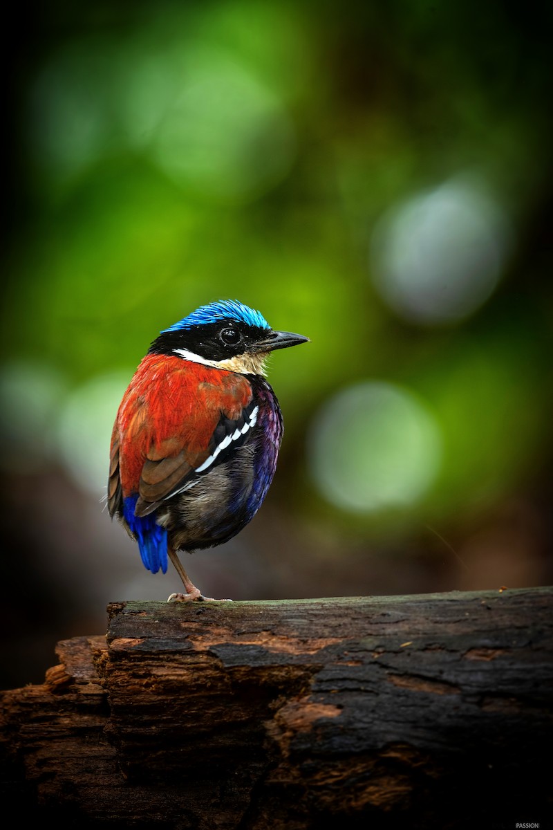 Blue-headed Pitta - ML646227976