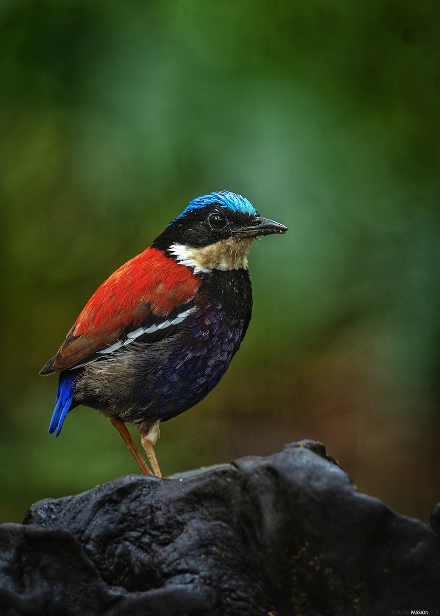 Blue-headed Pitta - ML646227977
