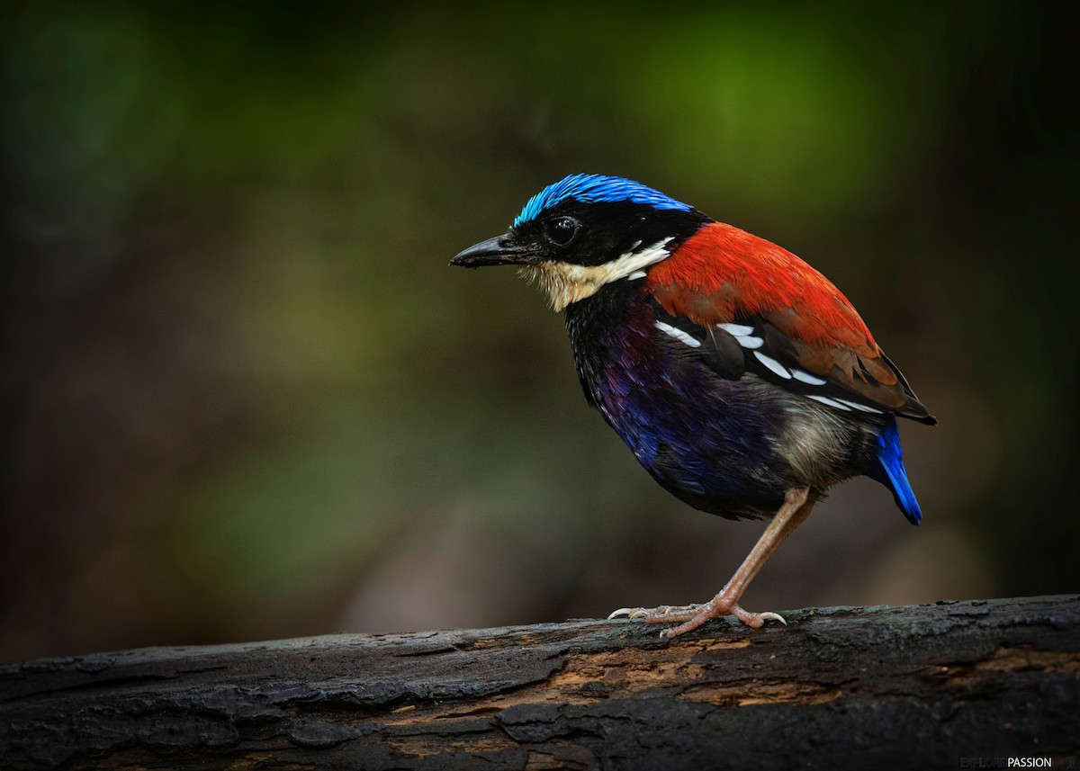 Blue-headed Pitta - ML646227978