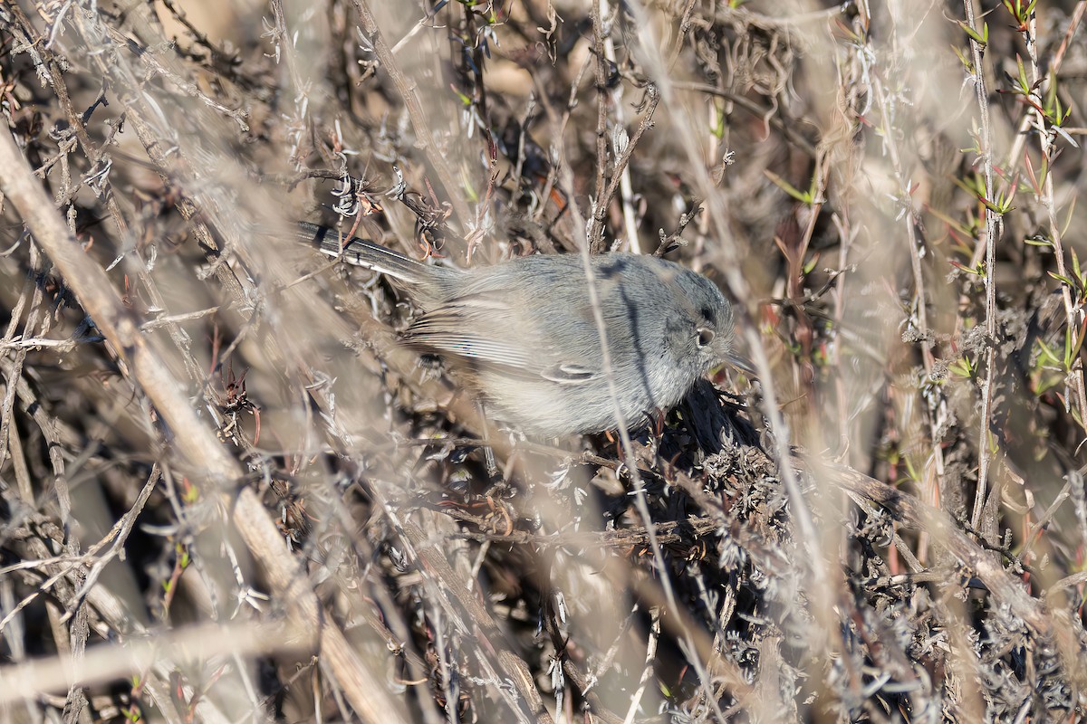 California Gnatcatcher - ML646227980