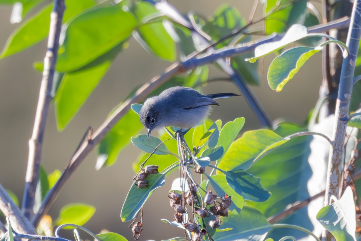 California Gnatcatcher - ML646227982