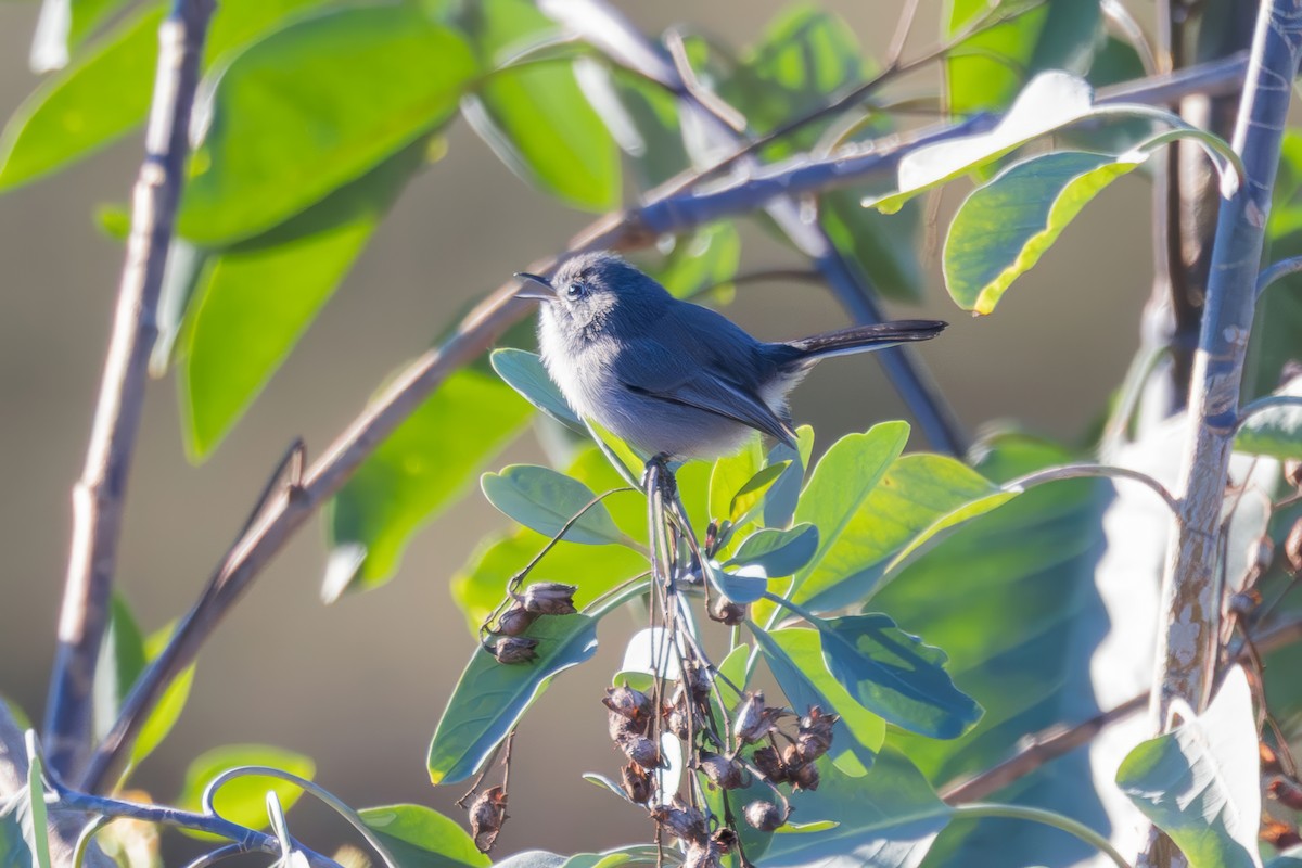 California Gnatcatcher - ML646227983