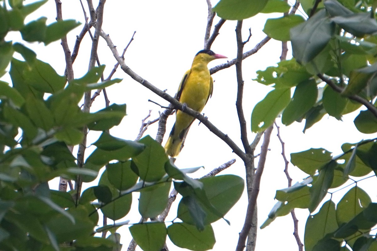 žluva černošíjná - ML646227984