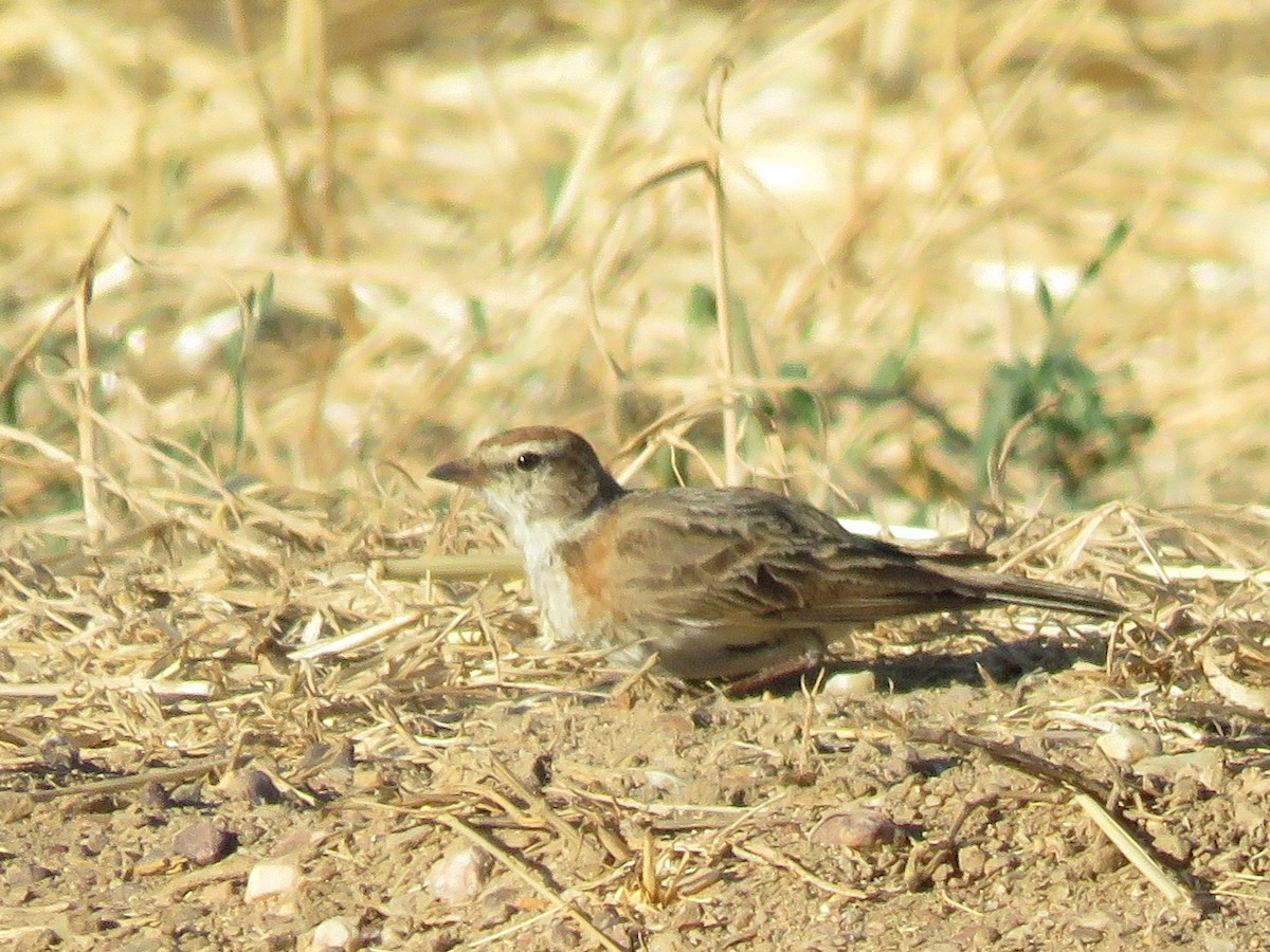 アフリカヒメコウテンシ - ML646227985