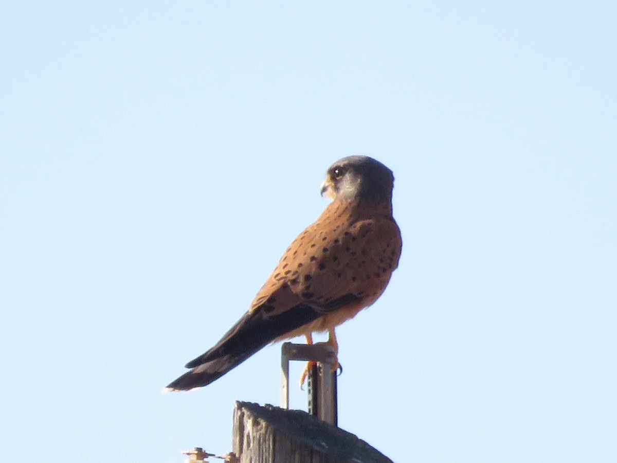 Kaya Kerkenezi - ML646227986