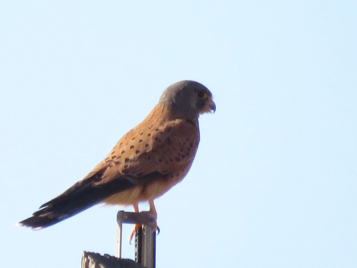 Kaya Kerkenezi - ML646227987