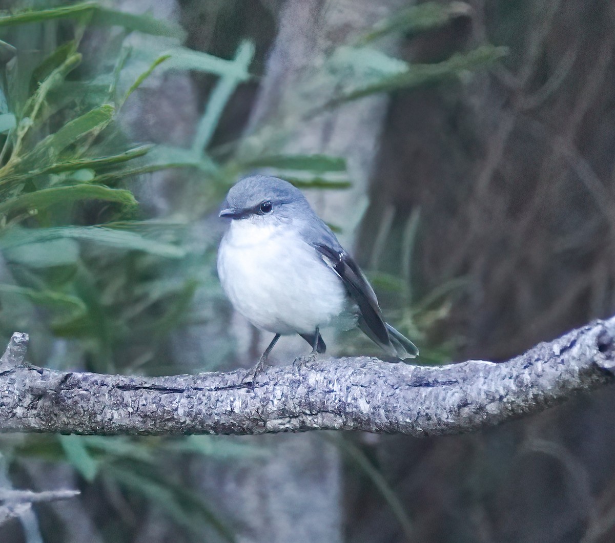 White-breasted Robin - ML646227992