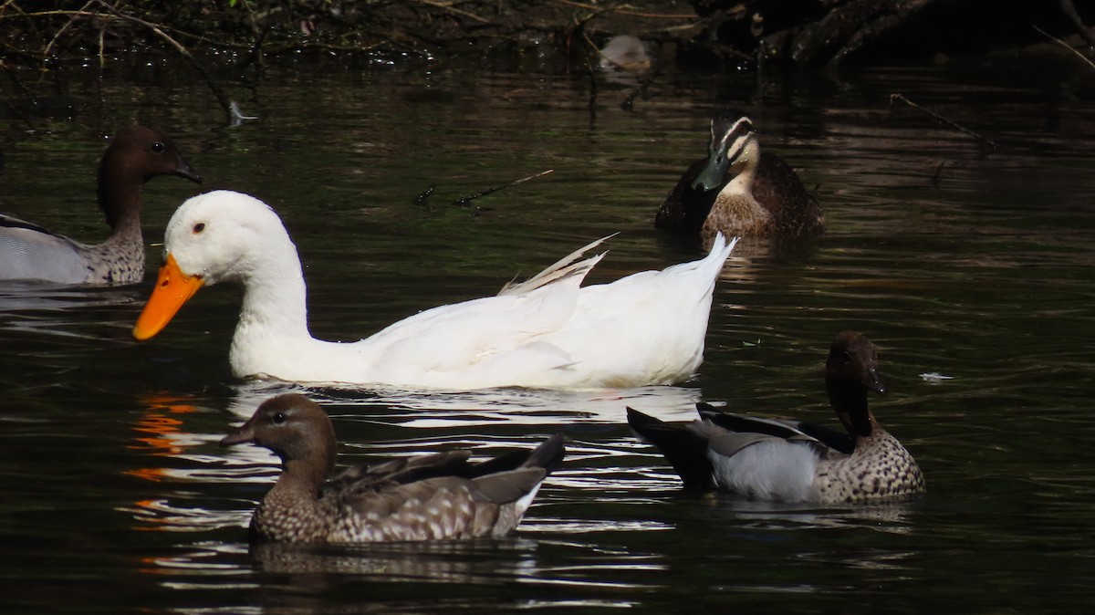 Mallard (Domestic type) - ML646227995