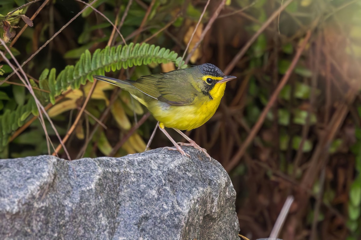 kentuckyparula - ML646227996