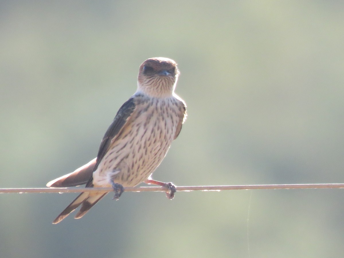 Greater Striped Swallow - ML646227997