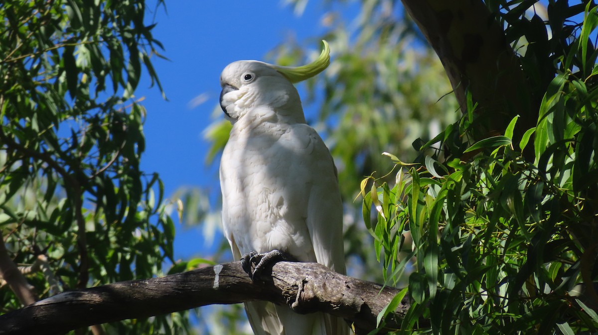 Sulphur-crested Cockatoo - ML646227999