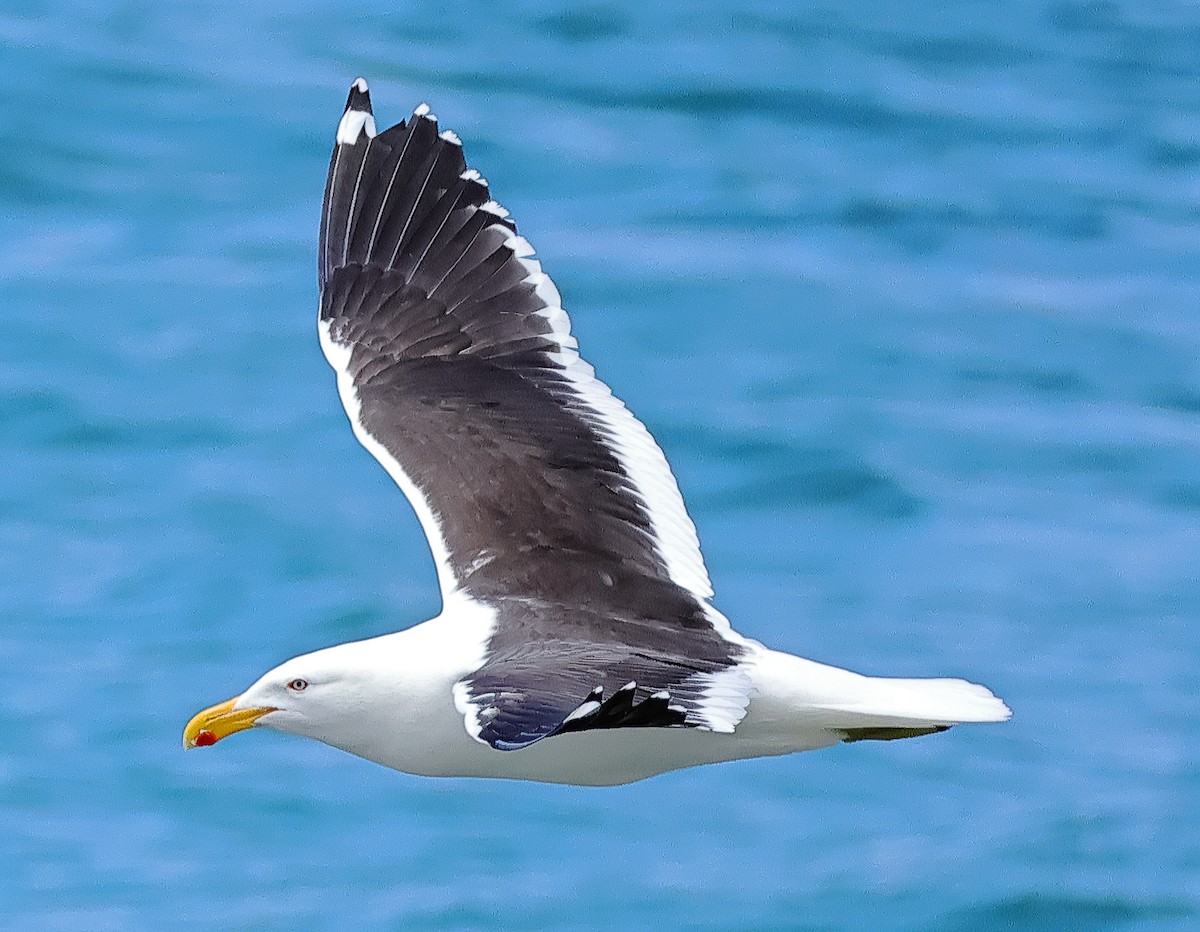 Kelp Gull (dominicanus) - ML646228000