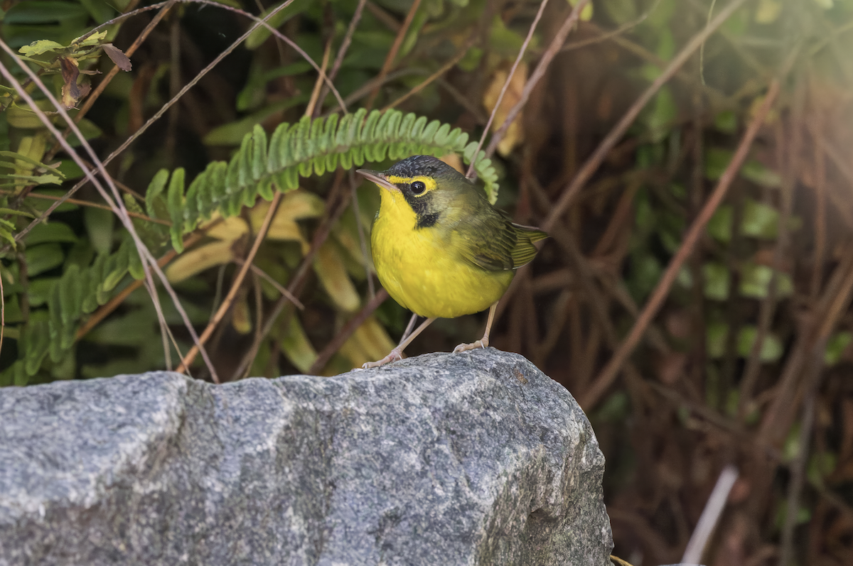 kentuckyparula - ML646228001