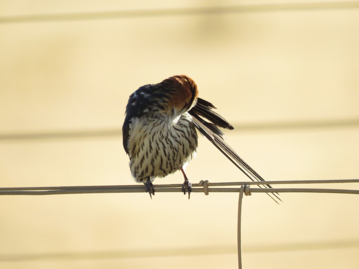 Greater Striped Swallow - ML646228002
