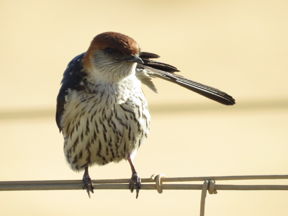 Greater Striped Swallow - ML646228003