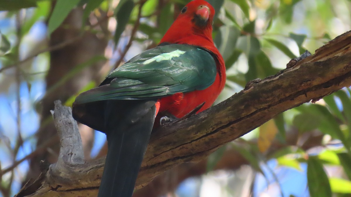 Australian King-Parrot - ML646228004