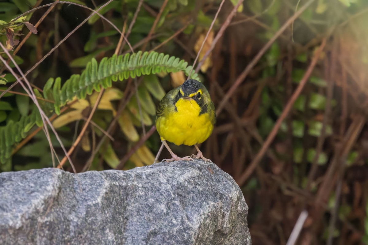 kentuckyparula - ML646228005