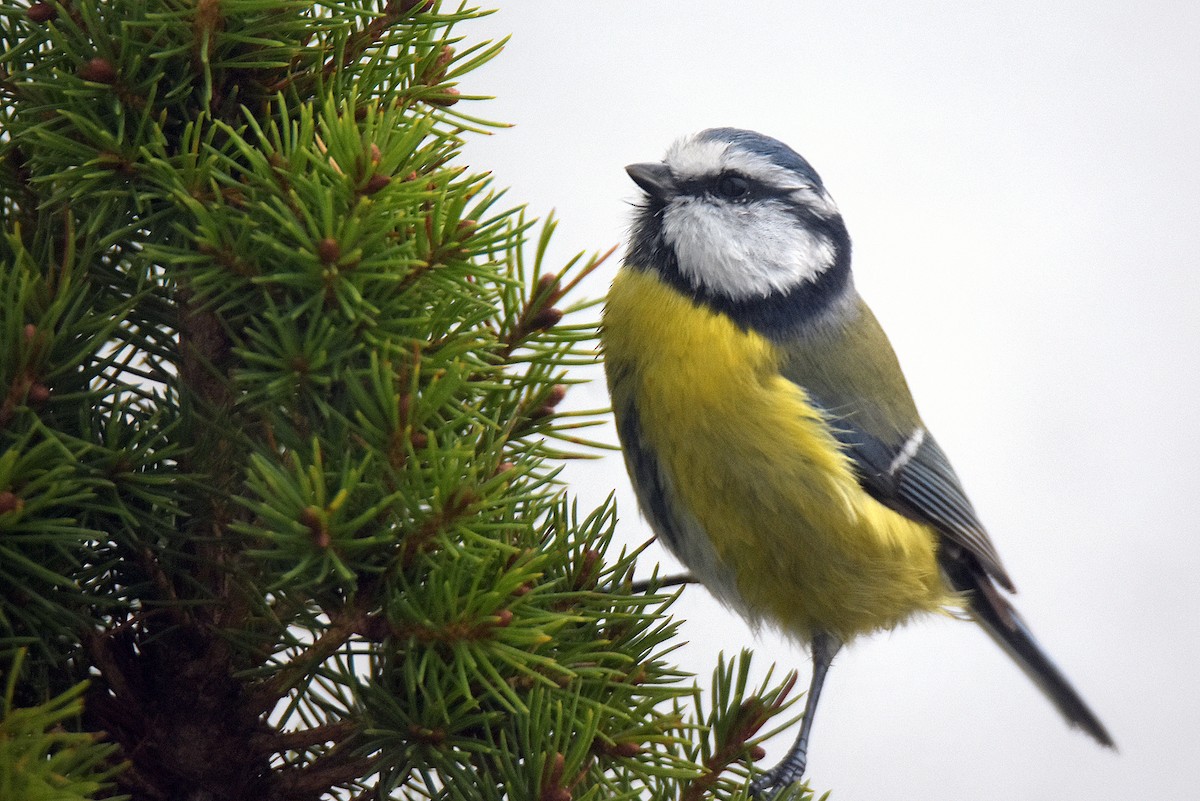 Eurasian Blue Tit - ML646228006