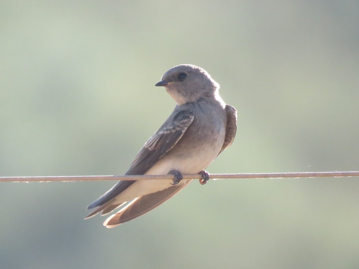 Plain Martin - ML646228007