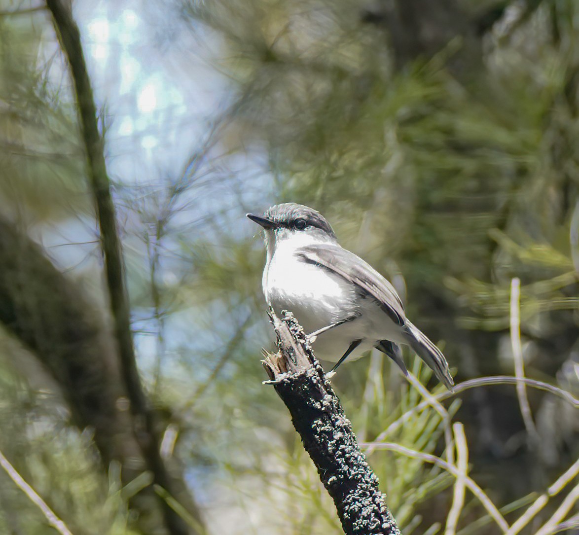White-breasted Robin - ML646228008