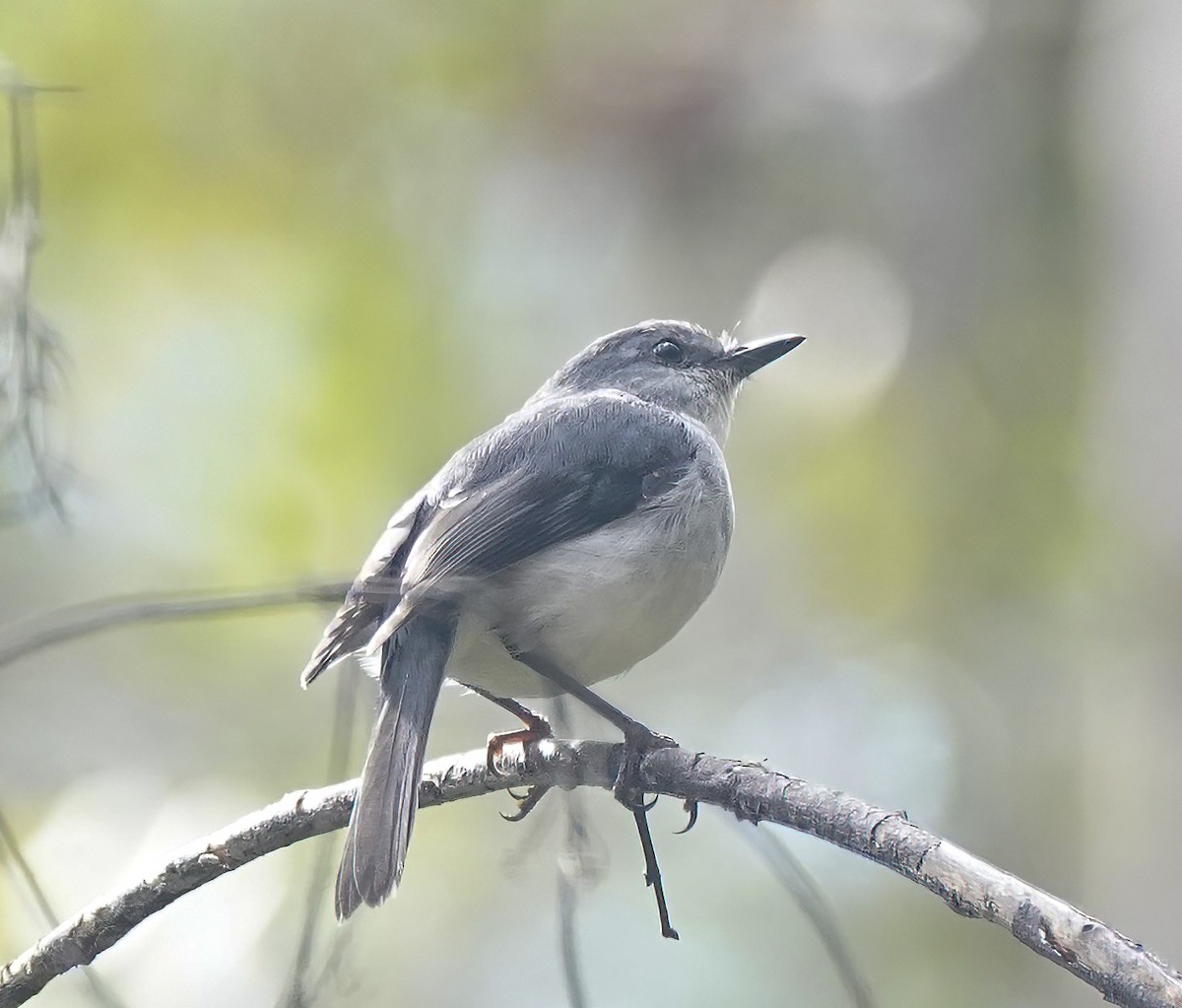 White-breasted Robin - ML646228009
