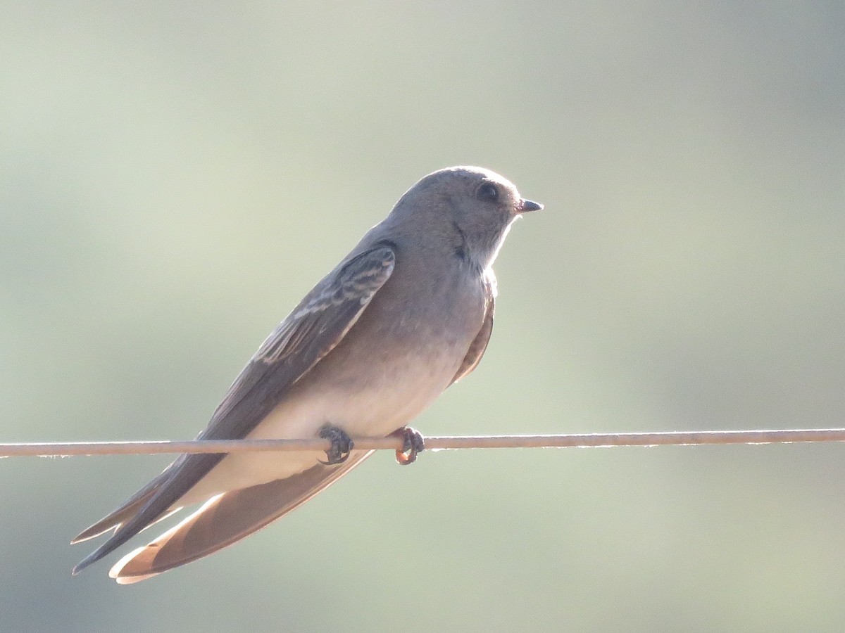 Plain Martin - ML646228010