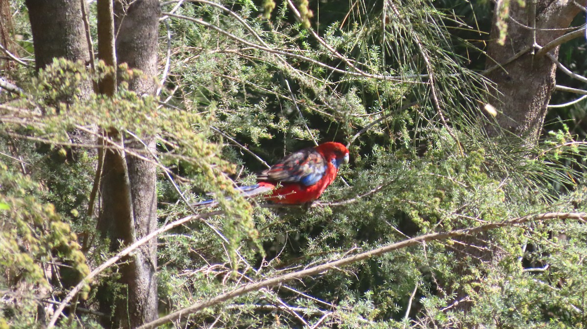 Crimson Rosella - ML646228012