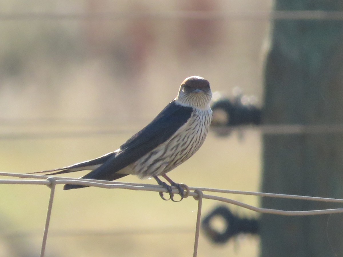 Greater Striped Swallow - ML646228013