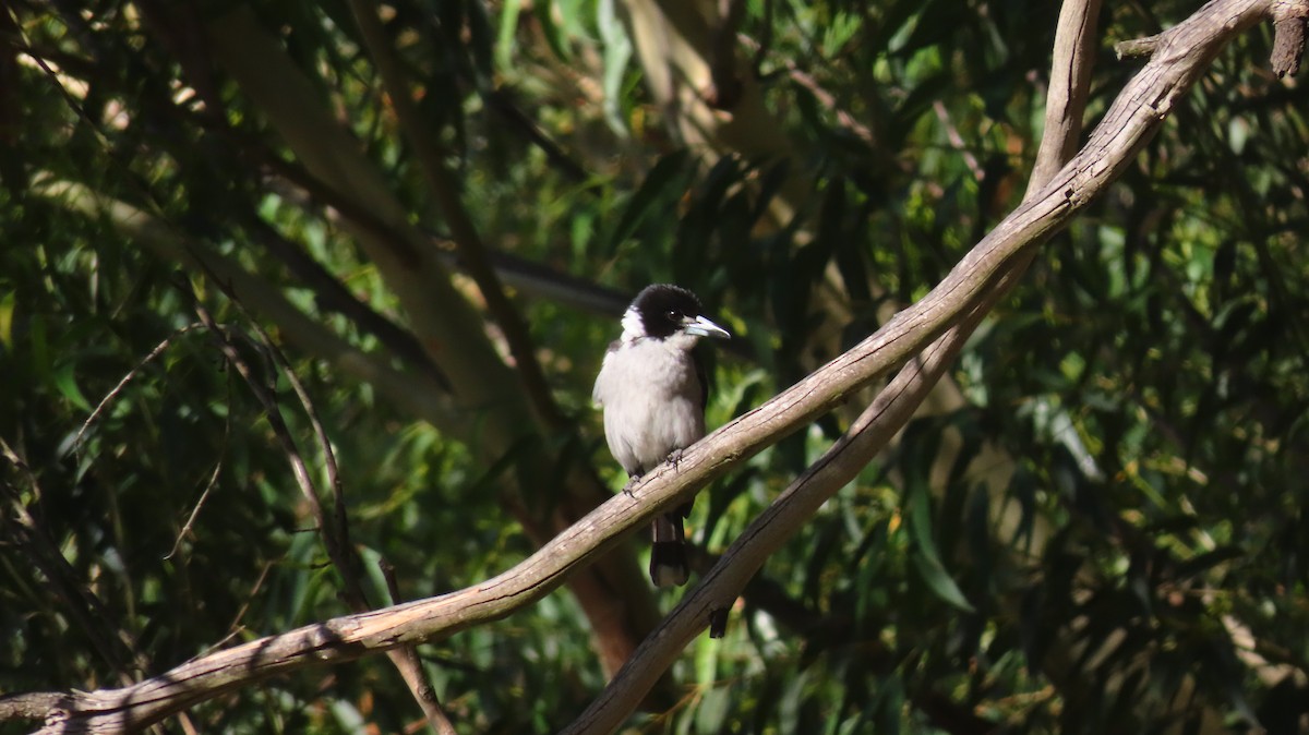 Gray Butcherbird - ML646228014